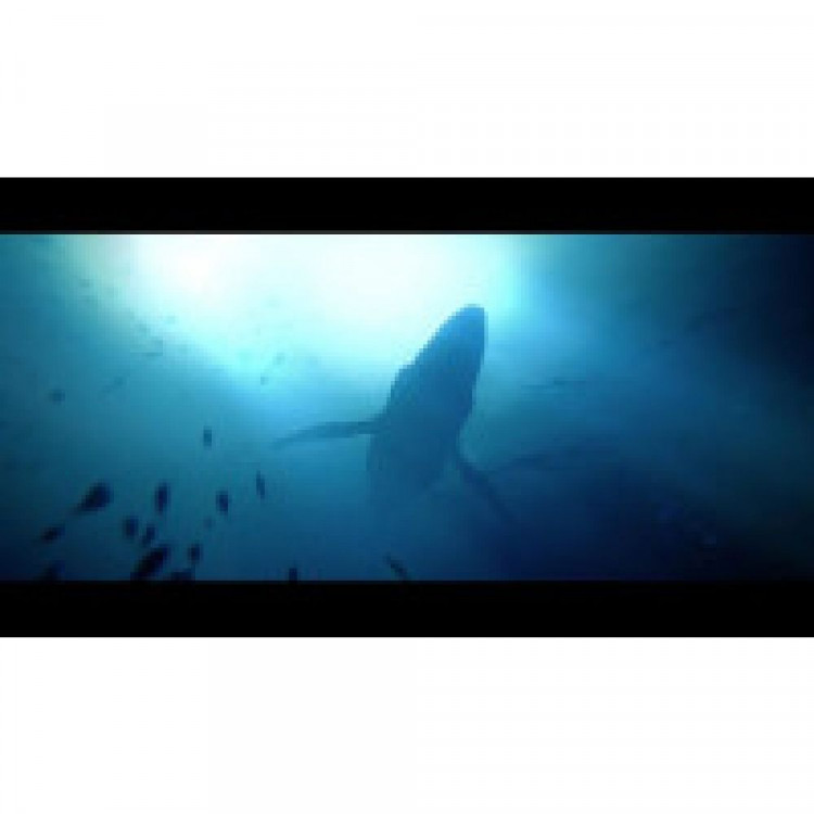 Игра Under The Waves для PS5 (PPSA 08055) (Русские субтитры)